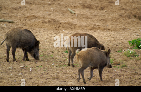 Wildschweine sanglier Banque D'Images