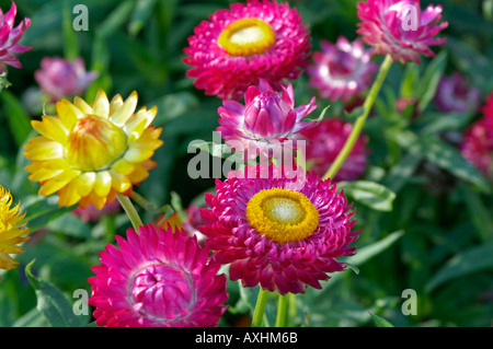 Strohblumen Strawflower Banque D'Images