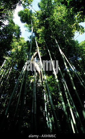 Forêt de bambou géant sur l'Pipiwai Trail de Waimoku Falls elevant vers la lumière du soleil filtre à travers les feuilles denses Banque D'Images