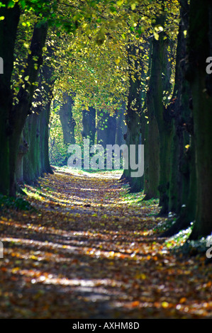 Dans l'avenue des tilleuls du parc Banque D'Images