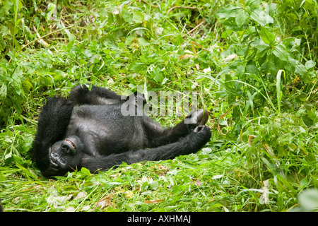 L'Ouganda Afrique Bwindi Impenetrable National Park Mountain mâles adultes Gorilla gorilla gorilla beringei reposant dans l'herbe haute Banque D'Images