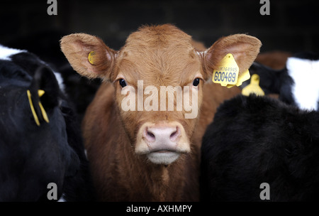 Une jeune vache BRITANNIQUE AVEC L'OREILLE DE BIEN-ÊTRE DES ANIMAUX DE FERMES AGRICOLES DE NOUVEAU LE COÛT DES ALIMENTS LES AGRICULTEURS DE LA HAUSSE DU PRIX DES ALIMENTS DU BÉTAIL VIANDE ETC UK Banque D'Images