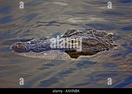 Alligator nageant dans le parc national des Everglades, en Floride. Banque D'Images