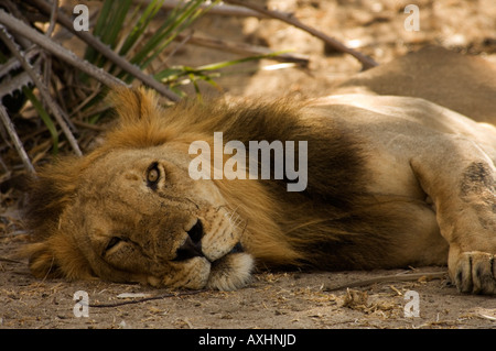 Lion Panthera leo de Selous en Tanzanie Banque D'Images