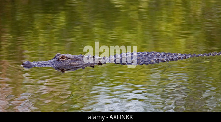 Alligator nageant dans des eaux peu profondes, Everglades, Florida, USA. Banque D'Images
