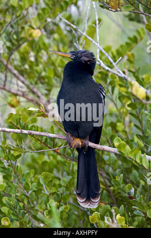 Anhinga reposant dans arbre dans le parc national des Everglades, en Floride, aux États-Unis. Banque D'Images