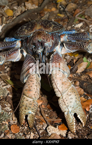 Tanzanie Zanzibar l'île de Chumbe Crabe de cocotier Birgus latro géant est le plus grand crabe terrestre dans le monde Banque D'Images