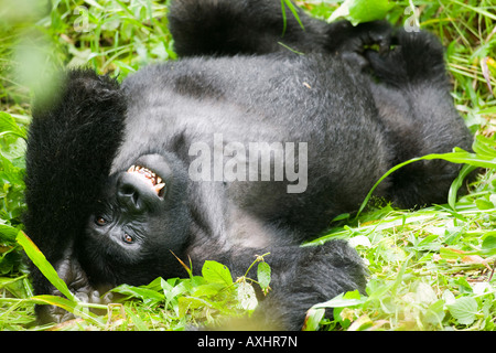 L'Ouganda Bwindi Impenetrable National Park Mountain Gorilla gorilla gorilla beringei reposant dans rainforest Banque D'Images