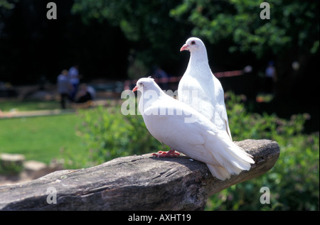Une paire de colombes blanches dans un jardin Banque D'Images