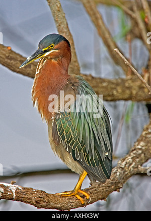 Le Héron vert reposant sur la branche préférée dans les Everglades, en Floride, aux États-Unis. Banque D'Images