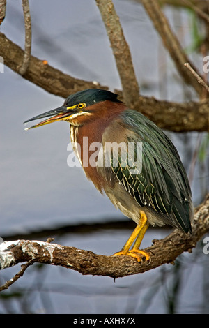 Le Héron vert reposant sur la branche préférée dans les Everglades, en Floride, aux États-Unis. Banque D'Images