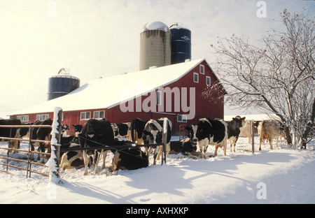 Comté de Kenosha WISCONSIN dairy cows standing by fence grange rouge et silo neige au sol d'hiver ensoleillée jour Banque D'Images