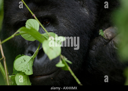 L'Ouganda Afrique Bwindi Impenetrable National Park Hot Mountain Gorilla gorilla gorilla beringei regardant à travers vignes Banque D'Images