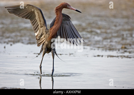 La pêche dans l'Aigrette rougeâtre lagon peu profond à Fort Myers Beach, Florida USA Banque D'Images