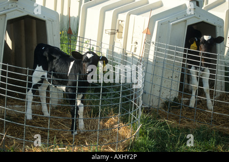 MICHIGAN deux veaux Holstein dans de huches pour élever le veau box individuel et abris pour les bovins laitiers Banque D'Images