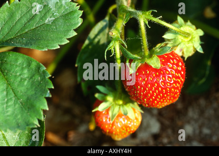 Virginia Richmond mûres et fraises immatures qui poussent sur la ferme biologique de l'usine Banque D'Images