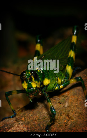 Rayé jaune -sauterelle, Chromacris psittacus, dans la forêt tropicale à Cerro Pirre, parc national de Darien, République du Panama Banque D'Images