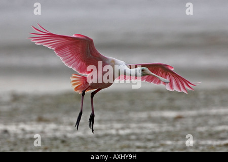 Roseate Spoonbill atterrissage sur lagune côtière zone à Fort Myers Beach, en Floride, USA. Banque D'Images