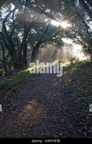 Du soleil éclatant à travers la forêt sur un sentier de randonnée près de San Francisco, en Californie. Banque D'Images