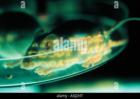 Modification de gènes d'OGM en laboratoire de la souris Banque D'Images