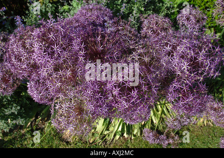 Une fleur d'Allium cristophii AVEC LIT DANS LE JARDIN À MANOR FARM PAR SOMERSET GARDEN DESIGNER SIMON JOHNSON UK Banque D'Images