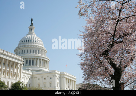 Capitol Building, fleurs de cerisier, Washington DC, USA Banque D'Images