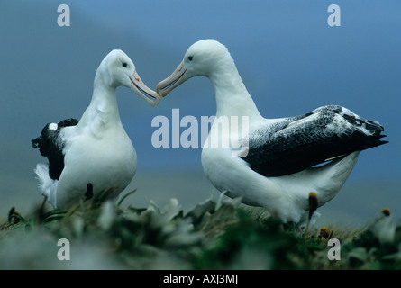 Le sud de l'albatros royal, (Diomedea epomophora) sauvage, l'île Campbell, Nouvelle Zélande îles sub-antarctiques menacé Banque D'Images