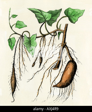 Sweet Potato planter une vigne tropicale avec une racine tubéreuse comestible. À la main, gravure sur bois Banque D'Images