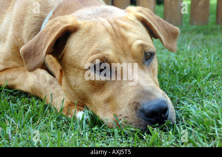 Amstaff half-breed dog Banque D'Images