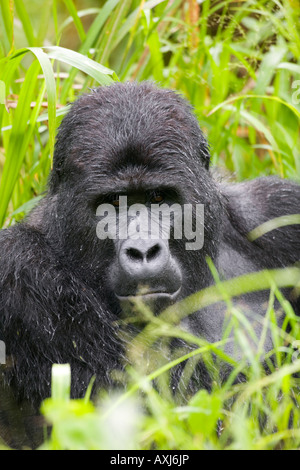 L'Ouganda Afrique Bwindi Impenetrable National Park Portrait des mâles adultes de Silverback Mountain Gorilla gorilla gorilla beringei Banque D'Images