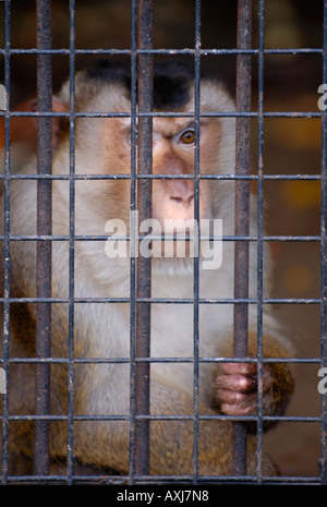 Singe dans une cage Banque D'Images