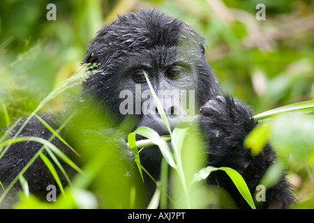 L'Ouganda Afrique Bwindi Impenetrable National Park Hot Mountain Gorilla gorilla gorilla beringei dans rainforest Banque D'Images