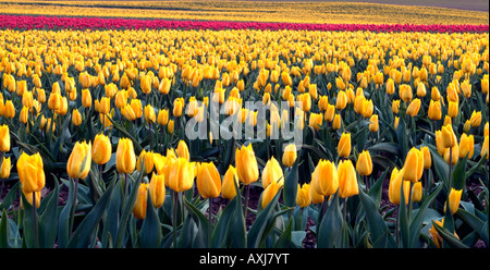 Domaine de tulipes rouges et jaunes cultivée dans des conditions commerciales Banque D'Images