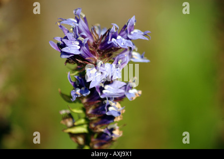 Grand Bleu Lobelia Lobelia syphilitica Banque D'Images