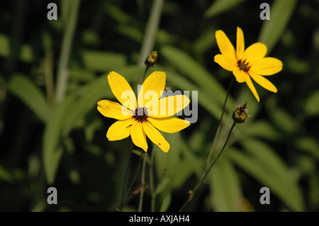 Tall tickseed Coreopsis tripteris als appelé Tall Coreopsis Banque D'Images