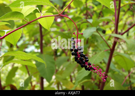 Phytolacca americana du phytolaque (pokeweed) américain aussi appelé Salade Poke Banque D'Images