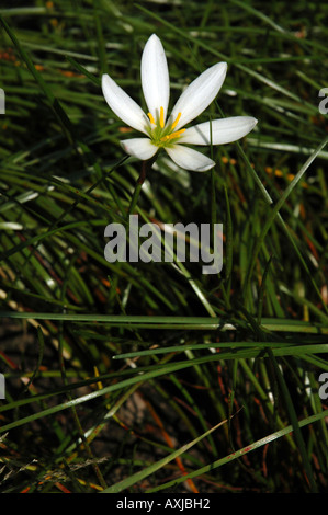 La pluie blanche Lily Zephyranthes candida appelé également Fairy Lily ou Zephyr Lily Banque D'Images