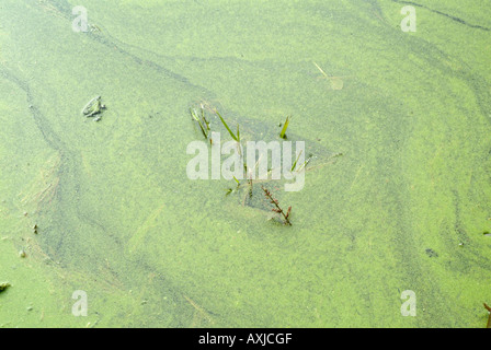 Les algues vertes de l'écume de l'eau marais étang terres humides du lac étang Banque D'Images