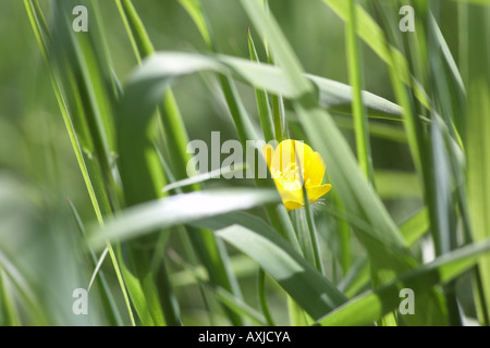 La Renoncule rampante (Ranunculus) rapens entre fleurs d'herbe dans une prairie britannique Banque D'Images