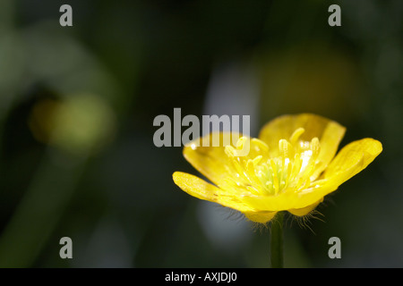 La Renoncule rampante (Ranunculus rapens) parmi les graminées fleurs dans une prairie britannique Banque D'Images