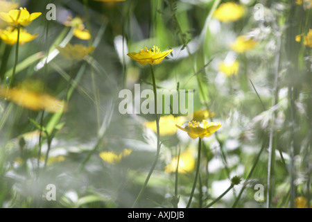 La Renoncule rampante (Ranunculus rapens) parmi les graminées fleurs dans une prairie britannique Banque D'Images