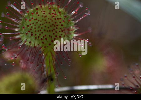 Le rossolis à feuilles rondes (Drosera rotundifolia) Banque D'Images