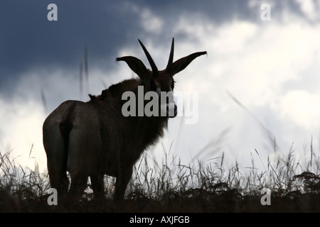 L'antilope rouanne (Hippotragus equinus) Banque D'Images