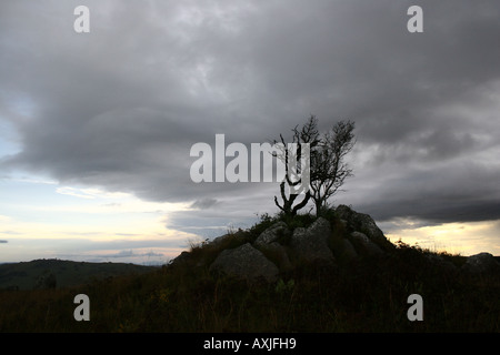 Arbre mort contre ciel orageux dramatis Banque D'Images