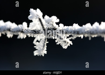 DEU Allemagne Journée d'hiver Plantes gelés et les objets de la gelée blanche de cristaux de glace Des barbelés sur un pré Banque D'Images