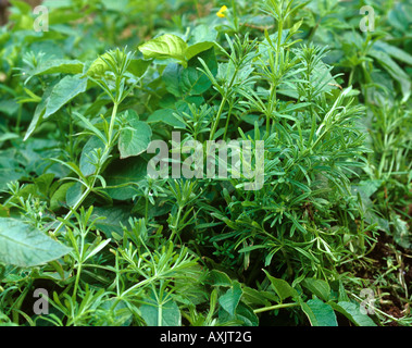 Gaillet gratteron Galium aparine, mauvaises herbes arables annuel dans une récolte de pommes de terre Banque D'Images