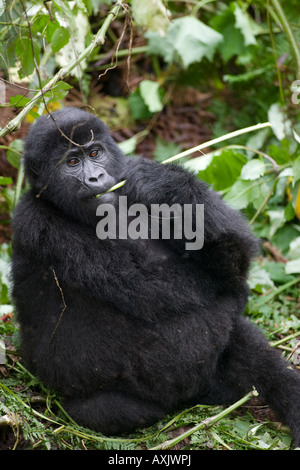 L'Ouganda Afrique Bwindi Impenetrable National Park Hot Mountain Gorilla gorilla gorilla beringei chewing on grass Banque D'Images