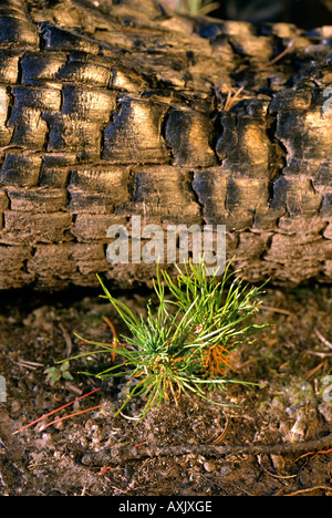 Un petit lodge pole pin arbre pousse entre les arbres brûlés un an après 1988, le parc de Yellowstone dans le Wyoming des incendies de forêt Banque D'Images