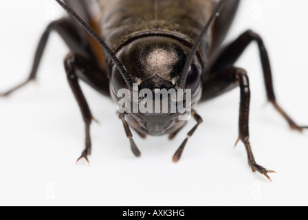 Noir ou EUNEMOBIUS Gryllus bimaculatus Banque D'Images