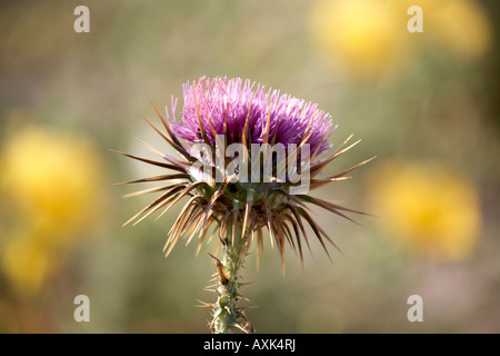 Printemps fleurs pourpre chardon sauvage dans l'affichage naturel près de Saronida en Attique ou Atiki Grèce assez intéressant couleur floral Banque D'Images